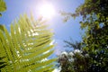 Fern bushes and tree branches in the sun against a background of blue sky and white clouds Royalty Free Stock Photo