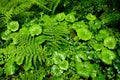 Fern and butterbur Royalty Free Stock Photo