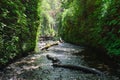 Fern Canyon Royalty Free Stock Photo