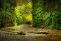 Fern Canyon California Royalty Free Stock Photo