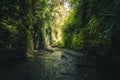 Fern Canyon, California, USA. Royalty Free Stock Photo