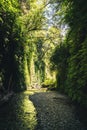 Fern Canyon, California, USA. Royalty Free Stock Photo