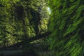 Fern Canyon, California, USA. Royalty Free Stock Photo