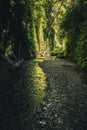 Fern Canyon, California, USA. Royalty Free Stock Photo