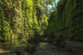 Fern Canyon, California, USA. Royalty Free Stock Photo