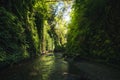 Fern Canyon, California, USA. Royalty Free Stock Photo