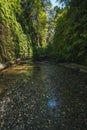 Fern Canyon, California, USA. Royalty Free Stock Photo