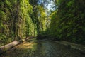 Fern Canyon, California, USA. Royalty Free Stock Photo