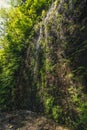 Fern Canyon, California, USA. Royalty Free Stock Photo