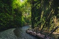 Fern Canyon, California, USA. Royalty Free Stock Photo