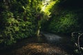Fern Canyon, California, USA. Royalty Free Stock Photo