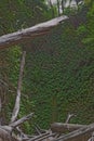 Fern Canyon with fallen trees Royalty Free Stock Photo