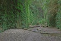 Fern Canyon Royalty Free Stock Photo