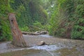 Fern Canyon