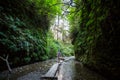 Fern canyon