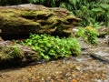 Fern canyon with stream