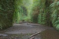 Fern Canyon Royalty Free Stock Photo