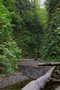 Fern Canyon Royalty Free Stock Photo