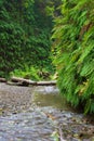 Fern Canyon Royalty Free Stock Photo