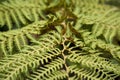 The fern close up