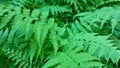 Fern close-up. Full screen bright green fishnet leaves. Royalty Free Stock Photo