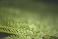 Fern close up Royalty Free Stock Photo