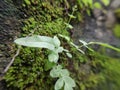 fern close up makro plant forest fresh moss green