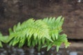 Fern close up photo with rain droplets.