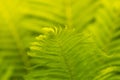 Fern close-up with sunlight. Ferns can be used as a background. Selective Royalty Free Stock Photo