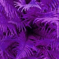 Fern close up top view. Purple background.