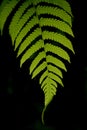 Fern closeup Royalty Free Stock Photo