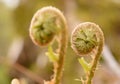 Fern closeup