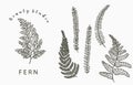 Fern collection logo with leaf,leaves.Vector illustration for icon,logo,sticker,printable and tattoo Royalty Free Stock Photo