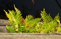 Fern Common polypody growing on an old quay wall