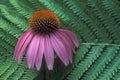 Fern & cone flower Royalty Free Stock Photo