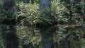 Fern, Cypress Roots, Swamp, Big Cypress National Preserve, Florida Royalty Free Stock Photo