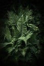 Fern in the dark forest. Beautiful fern leaves and bushes in the park.