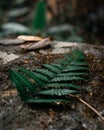 Fern Dark Leaf Green