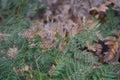 Fern leaves texture in Tasmania, Australia