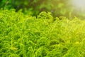 Fern in the darker thicket of the forest in sunset light Royalty Free Stock Photo