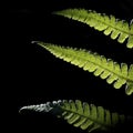 Fern Detail Royalty Free Stock Photo