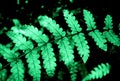 Fern detail