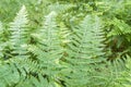 Fern detail in the shaded forest