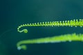 Fern with dew, cover green leaf of fern in soft morning light. Royalty Free Stock Photo