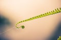 Fern with dew, cover green leaf of fern in soft morning light. Royalty Free Stock Photo