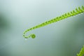 Fern with dew, cover green leaf of fern in soft morning light.