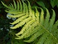 Fern in dew drops