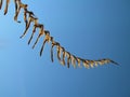 Fern or dinosaur skeleton? Royalty Free Stock Photo