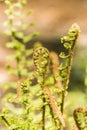 Fern, Dryoptera affinis, Cristata The King Royalty Free Stock Photo