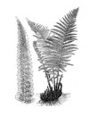 Fern Dryopteris filix-mas - Antique engraved illustration from Brockhaus Konversations-Lexikon 1908